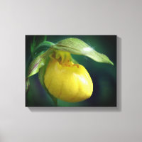 Wilde Gelbe Dame Slipper Orchid-Blume Nah
