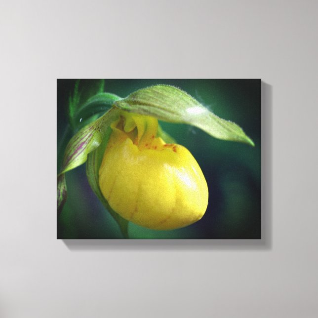 Wilde Gelbe Dame Slipper Orchid-Blume Nah Leinwanddruck (Vorderseite)