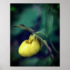 Wilde Gelbe Dame Slipper Orchid-Blume Poster