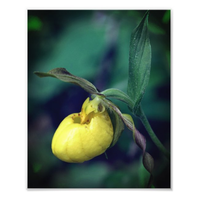 Wilde Gelbe Dame Slipper Orchidee Blume 8x10 Fotodruck (Vorne)
