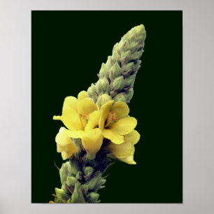 Wilde Gelbe Mullein-Blume Poster