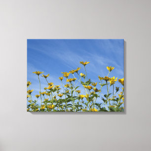 Wilde gelbe Sonnenblumen und blauer Himmel Leinwanddruck