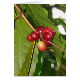 Wilde hawaiische Kaffee-Kirschen