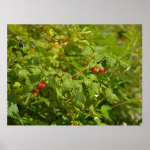 Wilde Himbeeren in den Alpen - Grün & Rot Foto Poster