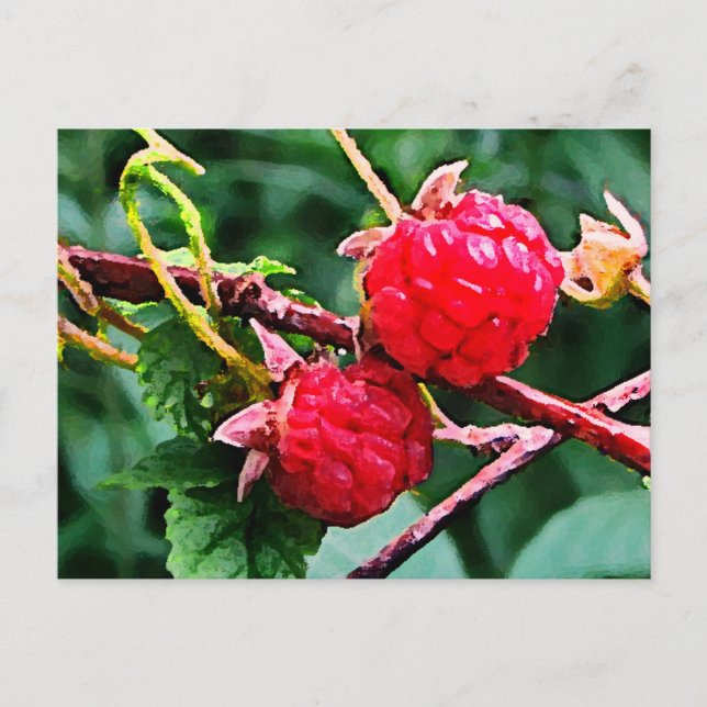 Wilde Himbeeren Postkarte (Vorderseite)