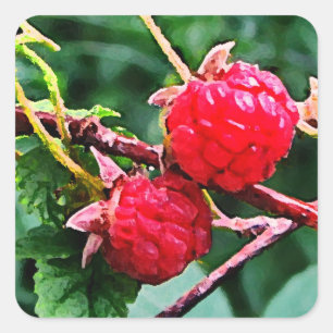 Wilde Himbeeren Quadratischer Aufkleber
