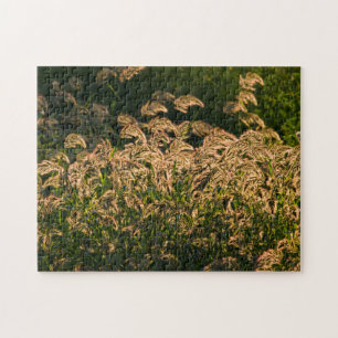 Wilde Hirse (Panicum Sp.) wächst im Feuchtgebiet