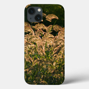 Wilde Hirse (Panicum Sp.) wächst im Feuchtgebiet iPhone 13 Hülle
