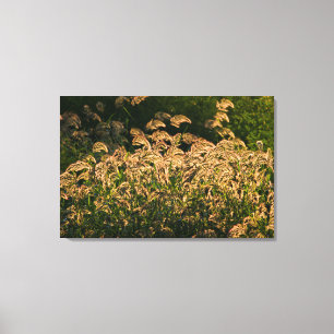 Wilde Hirse (Panicum Sp.) wächst im Feuchtgebiet Leinwanddruck