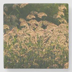 Wilde Hirse (Panicum Sp.) wächst im Feuchtgebiet Steinuntersetzer