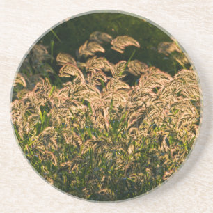 Wilde Hirse (Panicum Sp.) wächst im Feuchtgebiet Untersetzer