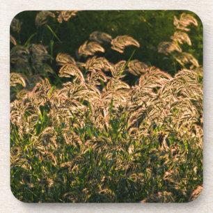 Wilde Hirse (Panicum Sp.) wächst im Feuchtgebiet Untersetzer