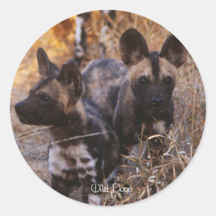 Wilde Hunde Stickers