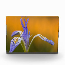 Wilde Iris-Wildblume in Alpenglow Reflexion Fotoblock