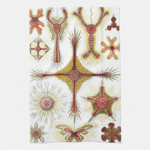 Wilde Kamille von Ernst Haeckel, Vintage Natur Geschirrtuch