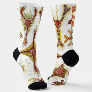 Wilde Kamille von Ernst Haeckel, Vintage Natur Socken