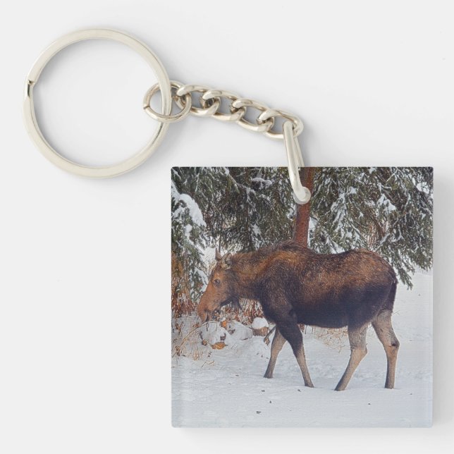 Wilde kanadische Elchkühe im Winterschnee V Schlüsselanhänger (Vorderseite)