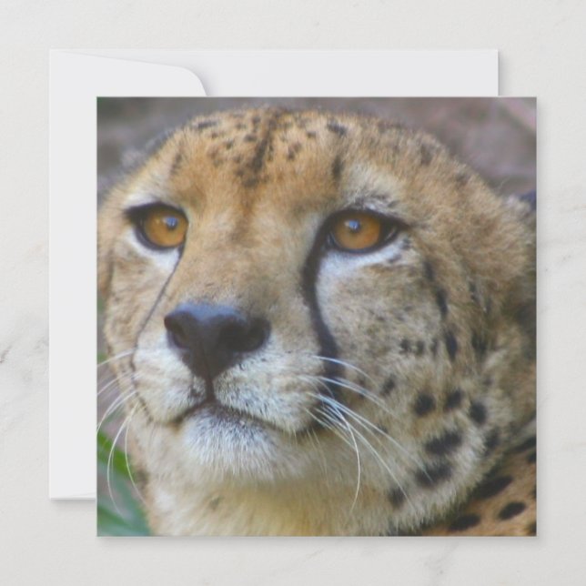 Wilde Käseeinladungen Einladung (Vorderseite)