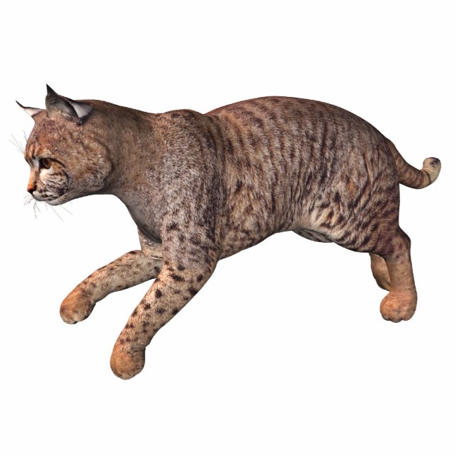 wilde Katze Freistehende Fotoskulptur (Vorne)