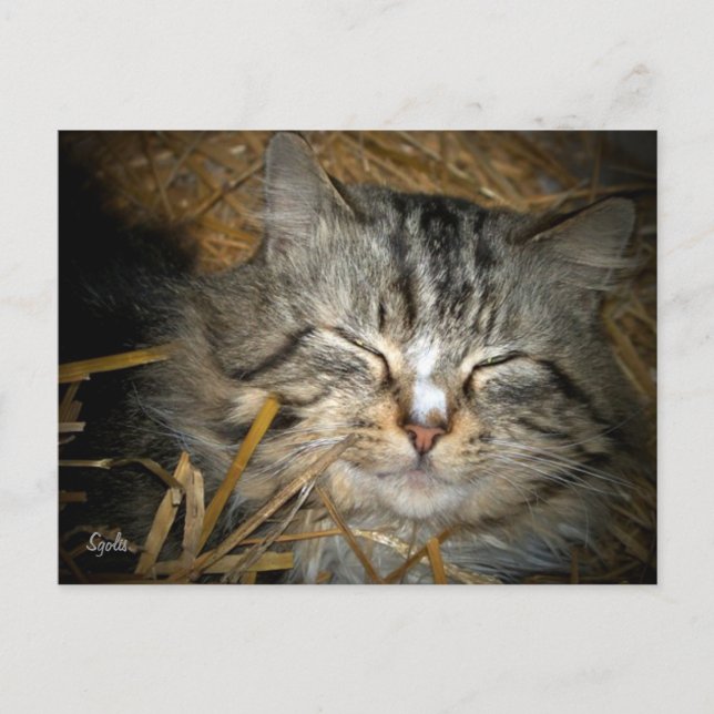 Wilde Katze Schlafen im Winter Shelter Post Card Postkarte (Vorderseite)