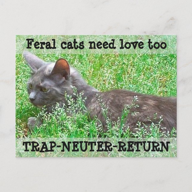 Wilde Katzen-Bedarfs-Liebe - TNR Postkarte (Vorderseite)