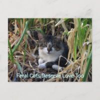 Wilde Katzen verdienen Liebe zu Postkarte