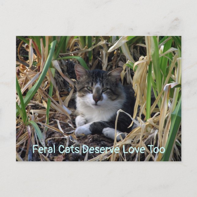 Wilde Katzen verdienen Liebe zu Postkarte (Vorderseite)