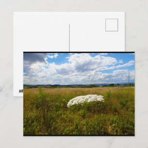 Wilde Lace auf der Wiese Postkarte