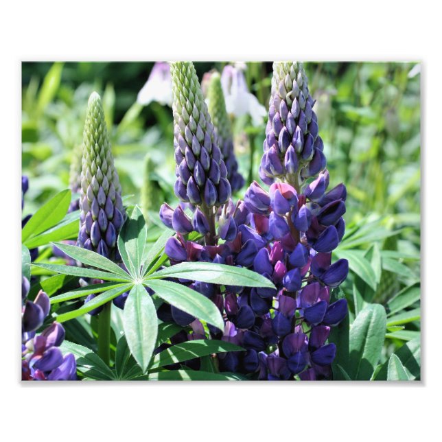 Wilde Lila Lupinen 10x8 Blume Fotodruck (Vorne)
