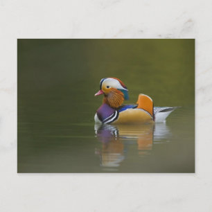 Wilde Mandarinente Aix galericulata) auf dunklem Postkarte