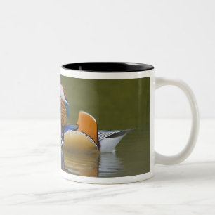 Wilde Mandarinente Aix galericulata) auf dunklem Zweifarbige Tasse