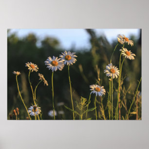 Wilde Milchprodukte auf einem Feld Poster