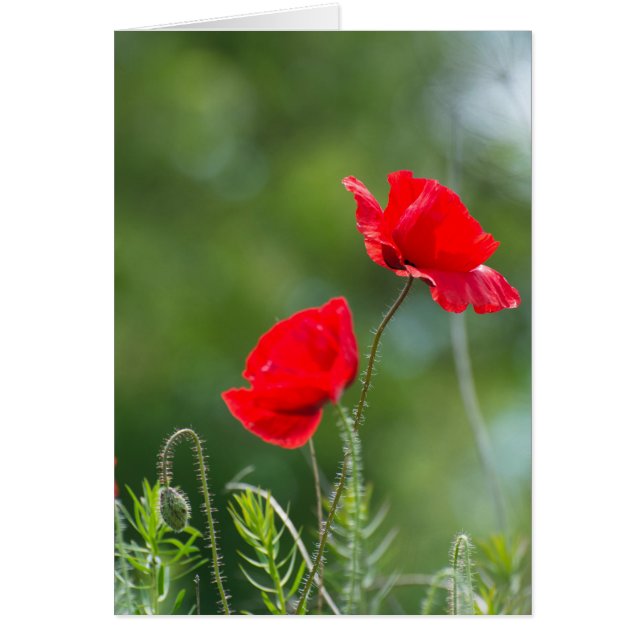 Wilde Mohn (Vorne)