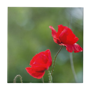 Wilde Mohn Fliese