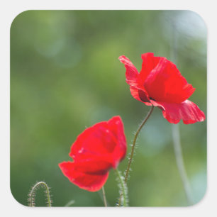 Wilde Mohn Quadratischer Aufkleber