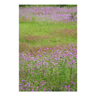 Wilde Möhre (Daucus carota) wächst Fotodruck