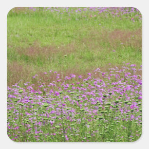 Wilde Möhre (Daucus carota) wächst Quadratischer Aufkleber