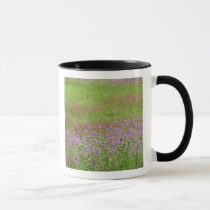 Wilde Möhre (Daucus carota) wächst Tasse