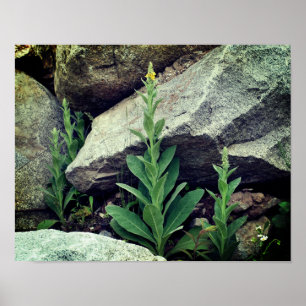 Wilde Mullein-Blume unter den Felsen Poster