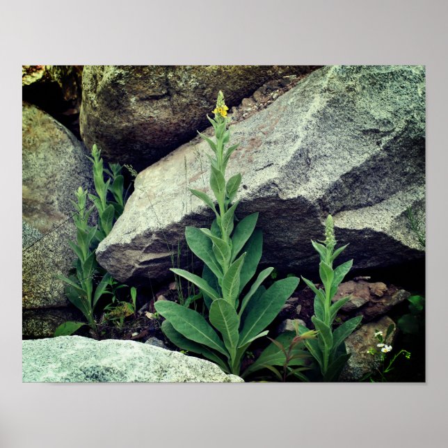 Wilde Mullein-Blume unter den Felsen Poster (Vorne)