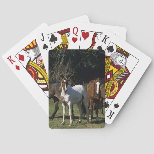 Wilde Mustang-Pferde 1 Spielkarten (Rückseite)