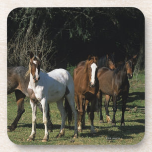 Wilde Mustang-Pferde 1 Untersetzer