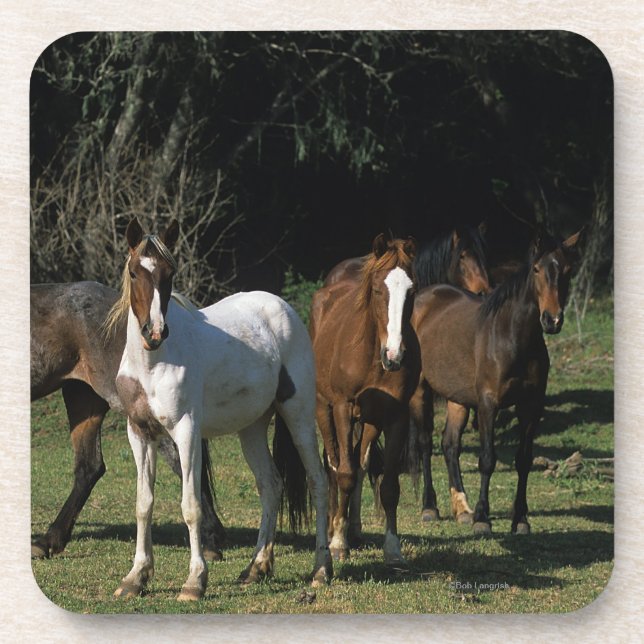 Wilde Mustang-Pferde 1 Untersetzer (Vorderseite)