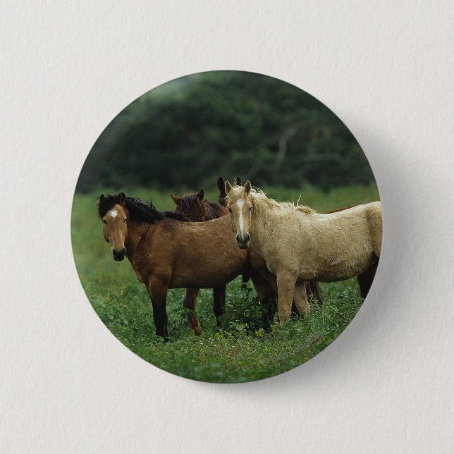 Wilde Mustang-Pferde 4 Button (Vorderseite)