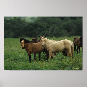 Wilde Mustang-Pferde 4 Poster