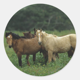 Wilde Mustang-Pferde 4 Runder Aufkleber
