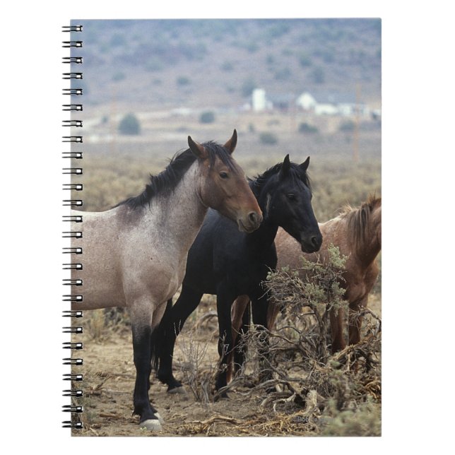 Wilde Mustang-Pferde 5 Notizblock (Vorderseite)