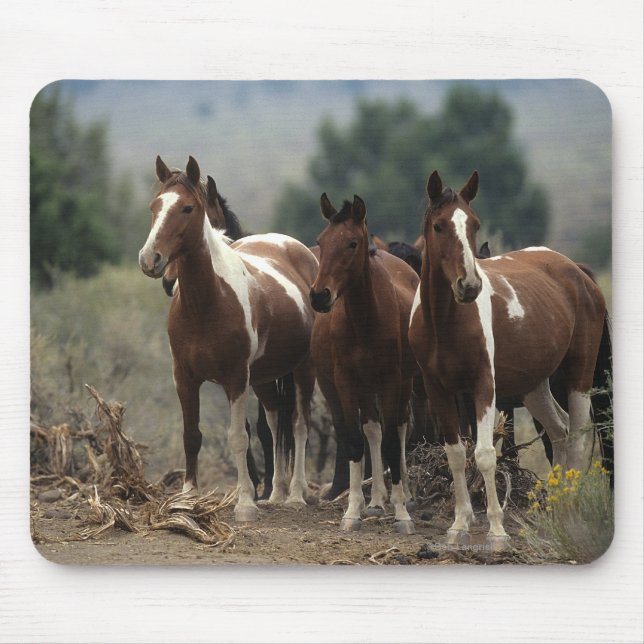 Wilde Mustang-Pferde 7 Mousepad (Vorne)