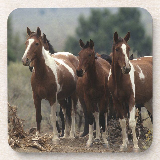Wilde Mustang-Pferde 7 Untersetzer (Vorderseite)