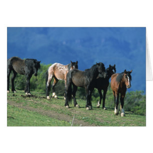 Wilde Mustang-Pferde in den Bergen